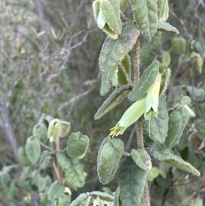 Correa reflexa var. reflexa at Coree, ACT - 3 Aug 2023 04:25 PM