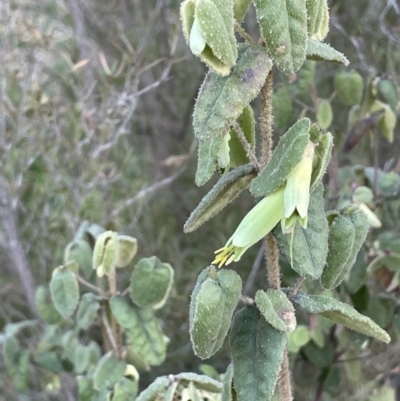 Correa reflexa var. reflexa (Common Correa, Native Fuchsia) at Coree, ACT - 3 Aug 2023 by JaneR