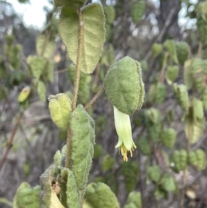 Correa reflexa var. reflexa at Coree, ACT - 3 Aug 2023 04:25 PM