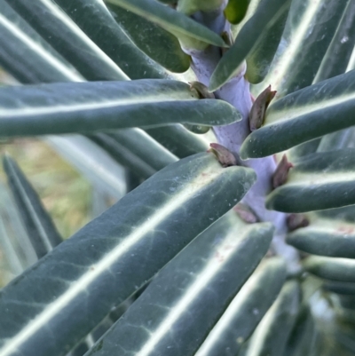 Euphorbia lathyris (Caper Spurge) at Stony Creek - 3 Aug 2023 by JaneR