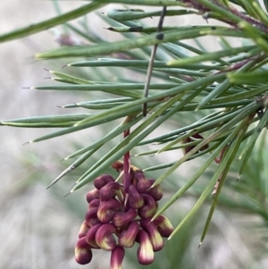 Grevillea rosmarinifolia subsp. rosmarinifolia at Coree, ACT - 3 Aug 2023