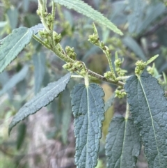 Gynatrix pulchella (Hemp Bush) at Coree, ACT - 3 Aug 2023 by JaneR