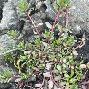 Lythrum hyssopifolia at Coree, ACT - 3 Aug 2023 03:24 PM