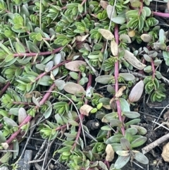 Lythrum hyssopifolia at Coree, ACT - 3 Aug 2023 03:24 PM