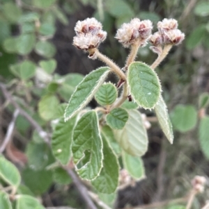 Pomaderris eriocephala at Coree, ACT - 3 Aug 2023 04:17 PM