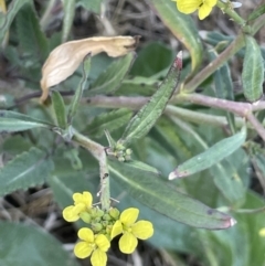 Sisymbrium officinale at Coree, ACT - 3 Aug 2023