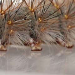 Anthela (genus) immature at Wellington Point, QLD - suppressed