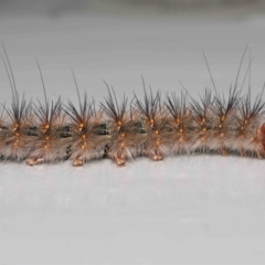 Anthela (genus) immature at Wellington Point, QLD - suppressed
