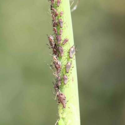 Aphididae (family) at Turner, ACT - 8 Apr 2023 by ConBoekel