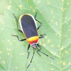Dindymus versicolor (Harlequin Bug) at Sullivans Creek, Turner - 8 Apr 2023 by ConBoekel