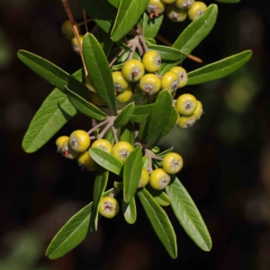 Pyracantha angustifolia at Turner, ACT - 8 Apr 2023