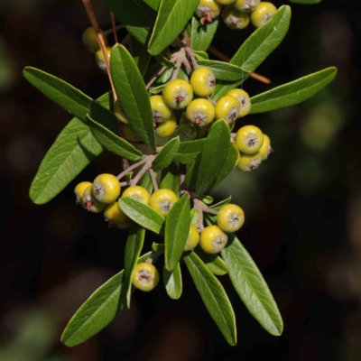 Pyracantha angustifolia (Firethorn, Orange Firethorn) at Turner, ACT - 8 Apr 2023 by ConBoekel