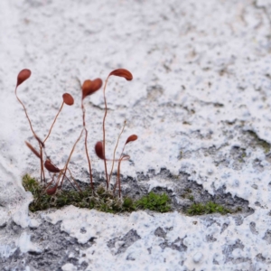 Funaria hygrometrica at Turner, ACT - 8 Apr 2023