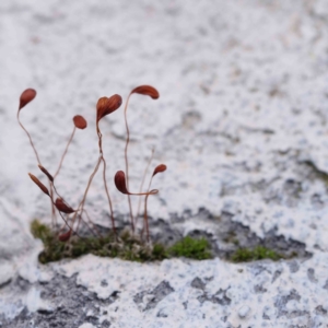 Funaria hygrometrica at Turner, ACT - 8 Apr 2023