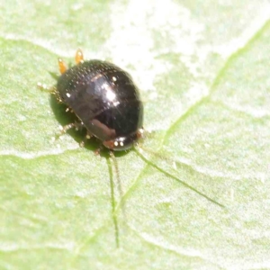 Ellipsidion australe at Turner, ACT - 8 Apr 2023