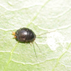 Ellipsidion australe at Turner, ACT - 8 Apr 2023