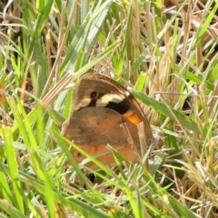 Heteronympha merope (Common Brown Butterfly) at Turner, ACT - 8 Apr 2023 by ConBoekel