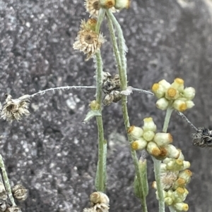 Pseudognaphalium luteoalbum at Stromlo, ACT - 14 Jun 2023