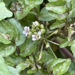 Rorippa nasturtium-aquaticum (Watercress) at Stromlo, ACT - 14 Jun 2023 by JaneR