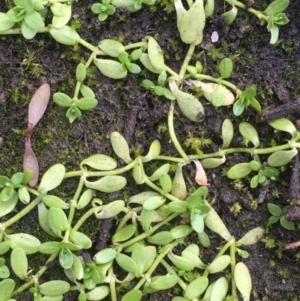 Callitriche stagnalis at Coree, ACT - 20 May 2020