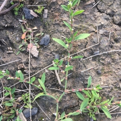 Polygonum arenastrum (Wireweed) at Coree, ACT - 20 May 2020 by JaneR