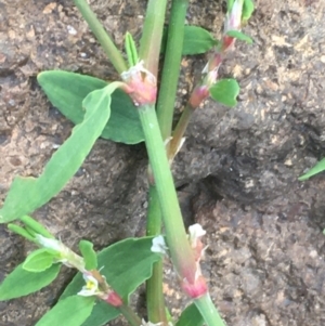 Polygonum arenastrum at Coree, ACT - 20 May 2020