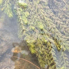 Myriophyllum verrucosum (Red Water-milfoil) at Coree, ACT - 3 Mar 2021 by JaneR