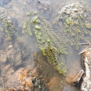 Myriophyllum verrucosum at Coree, ACT - 3 Mar 2021 04:55 PM