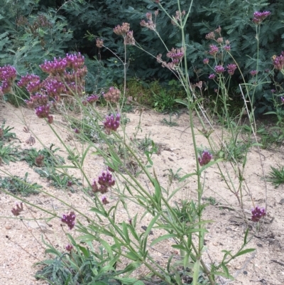 Verbena incompta (Purpletop) at The Angle, NSW - 6 Apr 2019 by JaneR