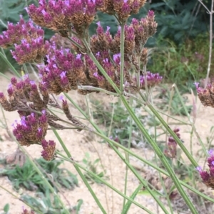 Verbena incompta at The Angle, NSW - 6 Apr 2019