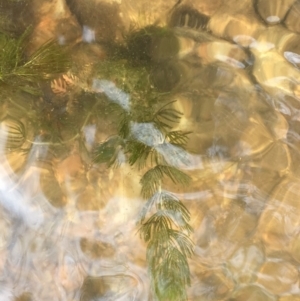 Myriophyllum verrucosum at Clear Range, NSW - 4 Apr 2019 12:01 PM