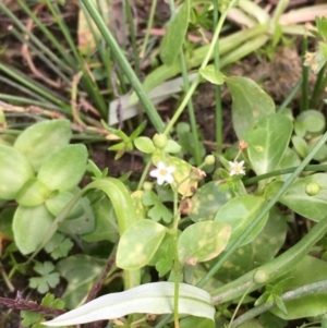 Samolus valerandi at Clear Range, NSW - 4 Apr 2019