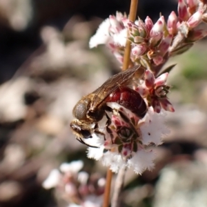 Lasioglossum (Parasphecodes) leichardti at Belconnen, ACT - 27 Jul 2023 02:34 PM