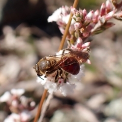 Lasioglossum (Parasphecodes) leichardti at Belconnen, ACT - 27 Jul 2023 02:34 PM