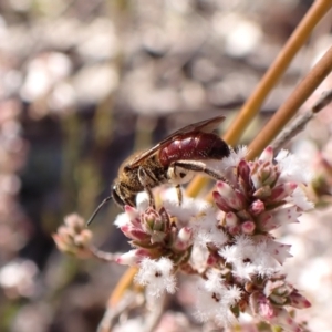 Lasioglossum (Parasphecodes) leichardti at Belconnen, ACT - 27 Jul 2023 02:34 PM