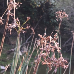 Schoenoplectus validus at Clear Range, NSW - 4 Apr 2019