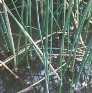 Schoenoplectus validus at Clear Range, NSW - 4 Apr 2019