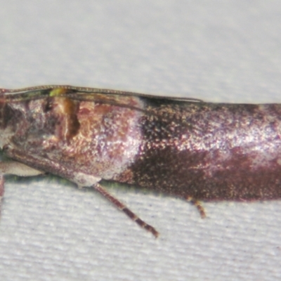 Addyme ferrorubella (Phycitinae) at Sheldon, QLD - 1 Jun 2007 by PJH123