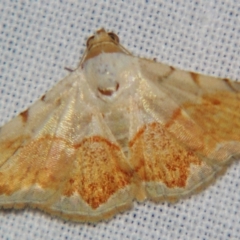 Autoba pectorora (Acontiinae) at Sheldon, QLD - 1 Jun 2007 by PJH123