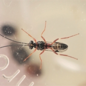 Megastylus sp. (genus) at Belconnen, ACT - 16 Jun 2023