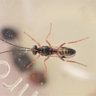 Megastylus sp. (genus) (Ichneumonid wasp) at Belconnen, ACT - 16 Jun 2023 by CathB