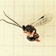 Megastylus sp. (genus) at Belconnen, ACT - 16 Jun 2023