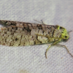 Lepidoscia adelopis, annosella and similar species (A Case moth) at Sheldon, QLD - 1 Jun 2007 by PJH123