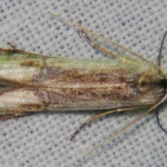 Lepidoptera unclassified ADULT moth at Sheldon, QLD - 1 Jun 2007 by PJH123