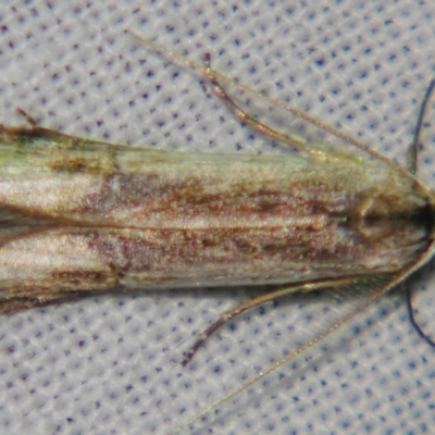 Lepidoptera unclassified ADULT moth at Sheldon, QLD - 1 Jun 2007 by PJH123