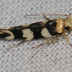 Limnaecia camptosema (A Cosmet moth (Cosmopteriginae) at Sheldon, QLD - 1 Jun 2007 by PJH123