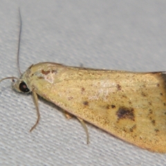 Phytometra laevis (Margined Yellow) by PJH123