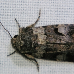 Thoracolopha flexirena (Zoned Noctuid) at Sheldon, QLD - 1 Jun 2007 by PJH123