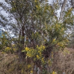 Acacia rubida (Red-stemmed Wattle, Red-leaved Wattle) at Tuggeranong, ACT - 5 Aug 2023 by HelenCross