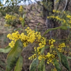 Acacia rubida at Tuggeranong, ACT - 5 Aug 2023